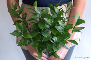 Bulk Israeli Ruscus