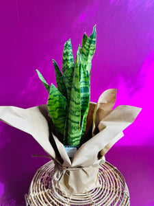 6 " Snake Plant
