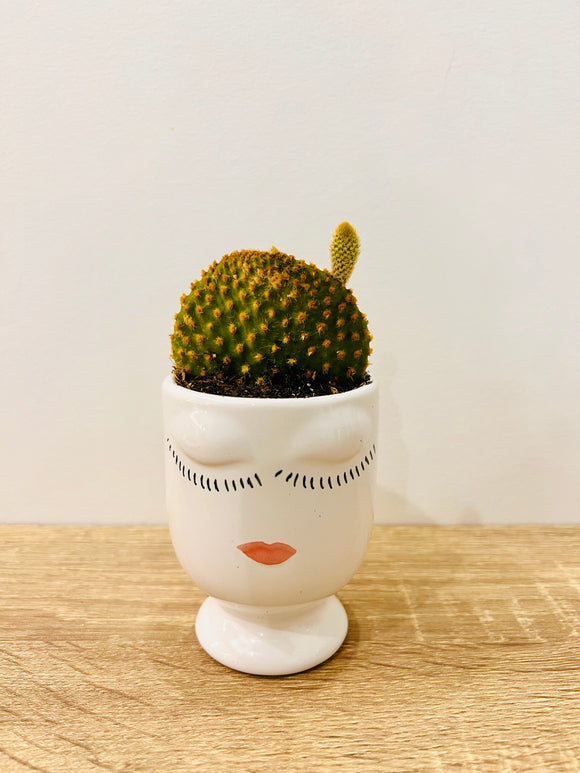 Bunny Ears Cactus in White Facepot - Rose and Vine Florals