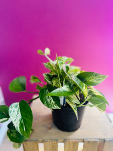 6" Pothos Marble Queen in Growers Pot - Rose and Vine Florals