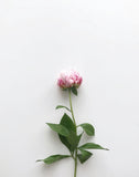 May -5 Week Peony Subscription