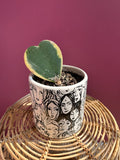 Hoya Kerrii Potted in Women of the World Pot