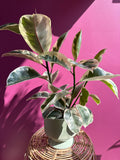 6" Ficus Tineke