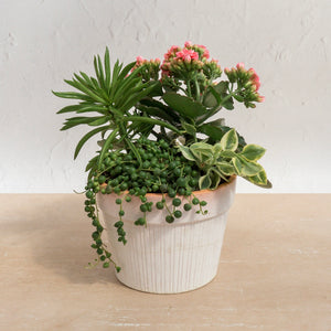 6" Succulent Garden in Terra Cotta Pot - Rose and Vine Florals