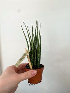 2" Snake Plant- Mikado