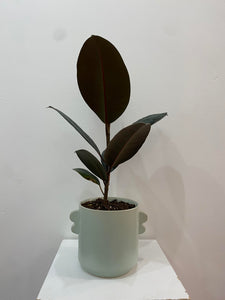 6" Ficus Burgundy potted in Blue Fin pot