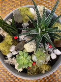Succulent Planter Bowl