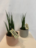 2" Snake Plant Mikado potted in Kendall pot