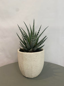 4" Haworthia Potted