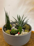 Succulent Planter Bowl