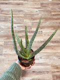 4" Aloe Vera Plant