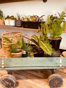 Plant Subscription - Rose and Vine Florals