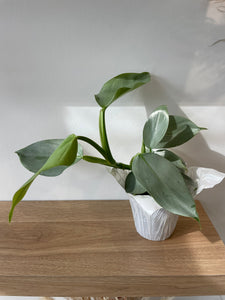 4" Philodendron Grey