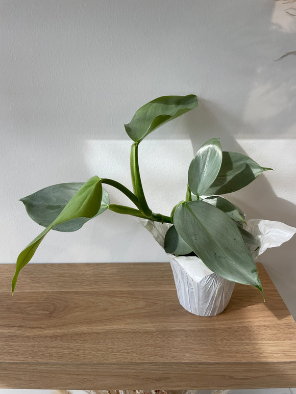 philodendron grey sticks IMG-5678_580x.jpg?v=1660774387
