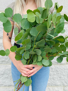 Silver Dollar Eucalyptus Bunch