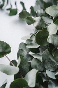 Eucalyptus Subscription- Monthly