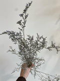 Dried Florals/Stems