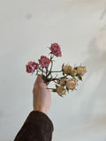 Dried Florals/Stems