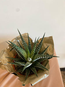 4" Haworthia