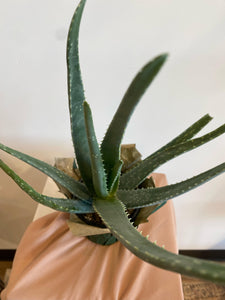 4" Aloe Vera Plant