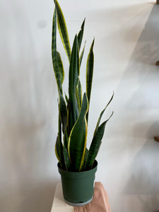 8" Snake Plant - Rose and Vine Florals