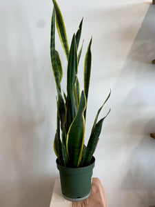 rose snake plant unnamed_22134ada-665f-4ad0-ba56-753703e58883_300x300.jpg?v=1678561263