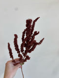 Dried Florals/Stems