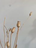 Dried Florals/Stems