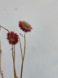 Dried Florals/Stems