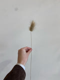 Dried Florals/Stems