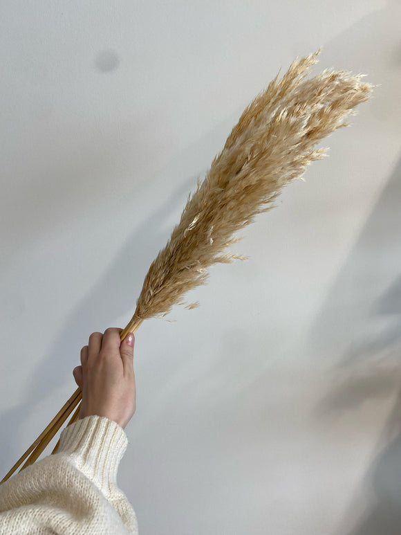 Natural Pampas Grass (6 stems) - Rose and Vine Florals
