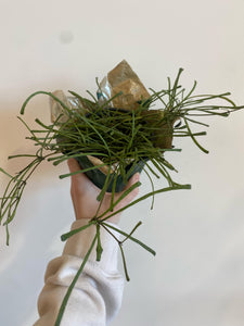 4" Hoya Retusa in growers pot